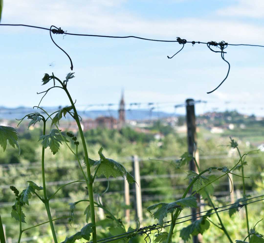roero-langhe-vini-bosco-samuele-priocca-cuneo
