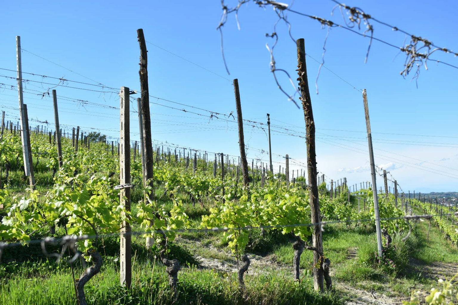 territorio-langhe-roero-cuneo-vini-bosco-samuele