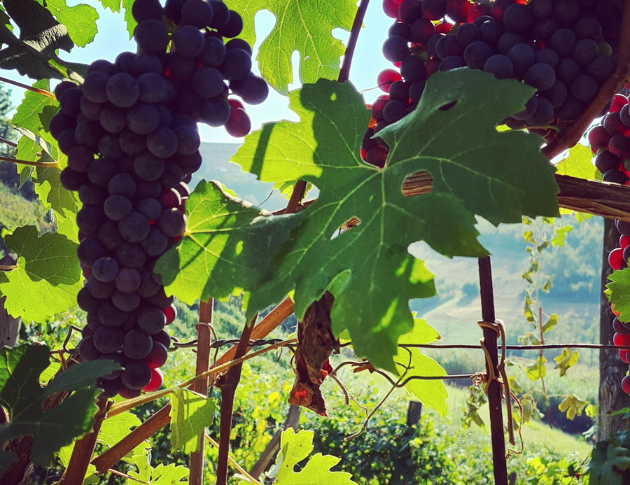 vini-progetto-samuele-bosco-langhe-roero-uva-nebbiolo